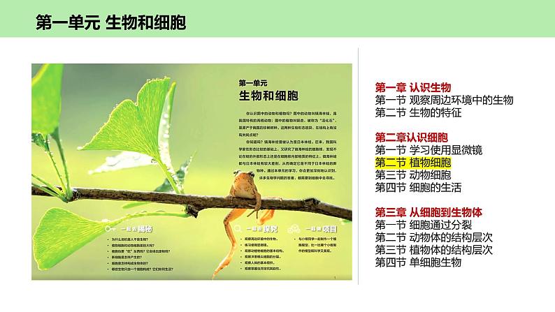 人教版生物七年级上册1.2.2《植物细胞》课件01