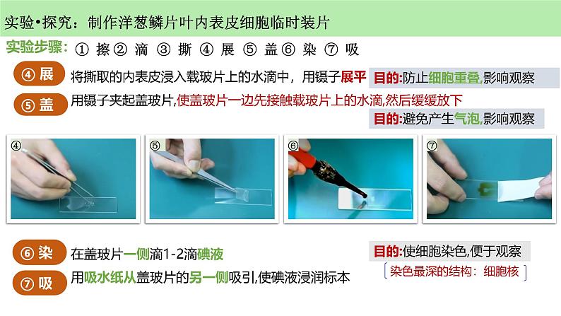 人教版生物七年级上册1.2.2《植物细胞》课件06