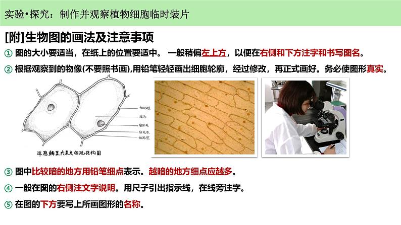 人教版生物七年级上册1.2.2《植物细胞》课件07