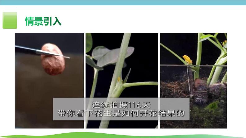 人教版生物七年级上册1.3.3《植物体的结构层次》课件01