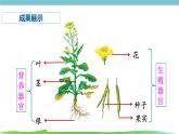人教版生物七年级上册1.3.3《植物体的结构层次》课件