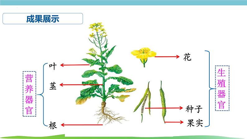 人教版生物七年级上册1.3.3《植物体的结构层次》课件05