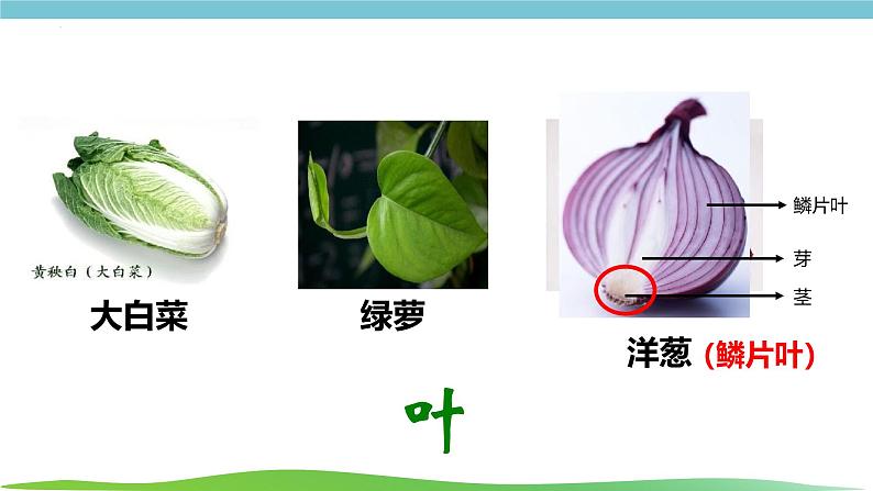 人教版生物七年级上册1.3.3《植物体的结构层次》课件08