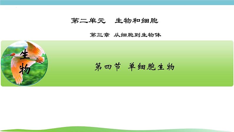 人教版生物七年级上册1.3.4《单细胞生物》课件02