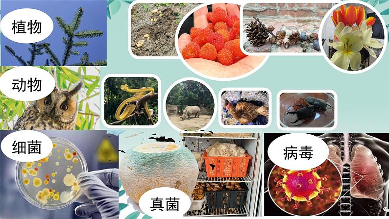 人教版生物七年级上册1.1.2《生物的特征》课件01