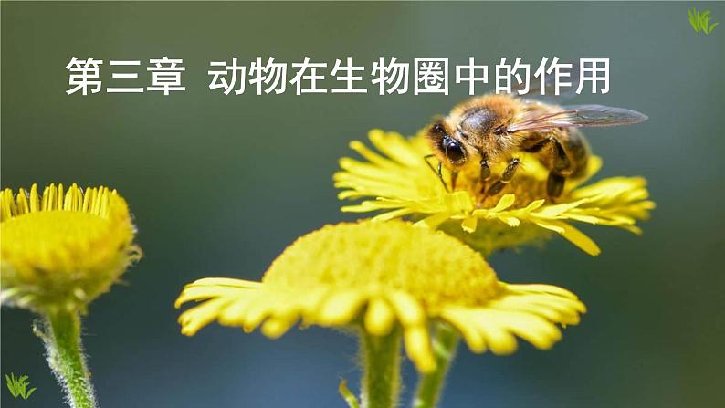 人教版生物八年级上册5.3《动物在生物圈中的作用》课件第1页