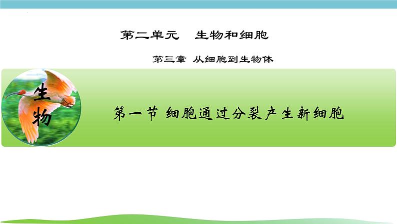 人教版生物七年级上册1.3.1《细胞通过分类产生新细胞》课件02