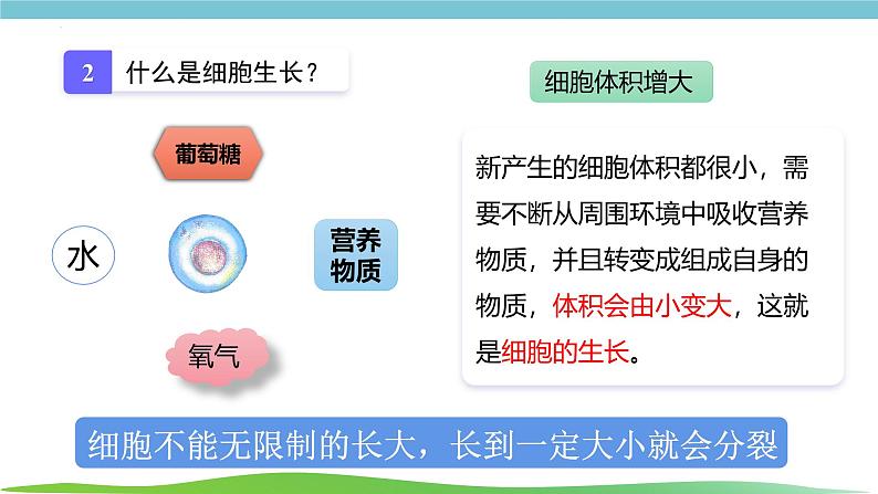 人教版生物七年级上册1.3.1《细胞通过分类产生新细胞》课件06