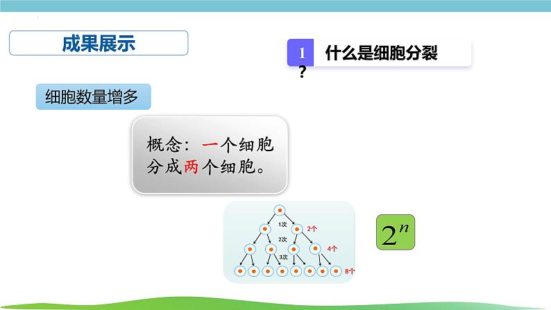 人教版生物七年级上册1.3.1《细胞通过分类产生新细胞》课件08