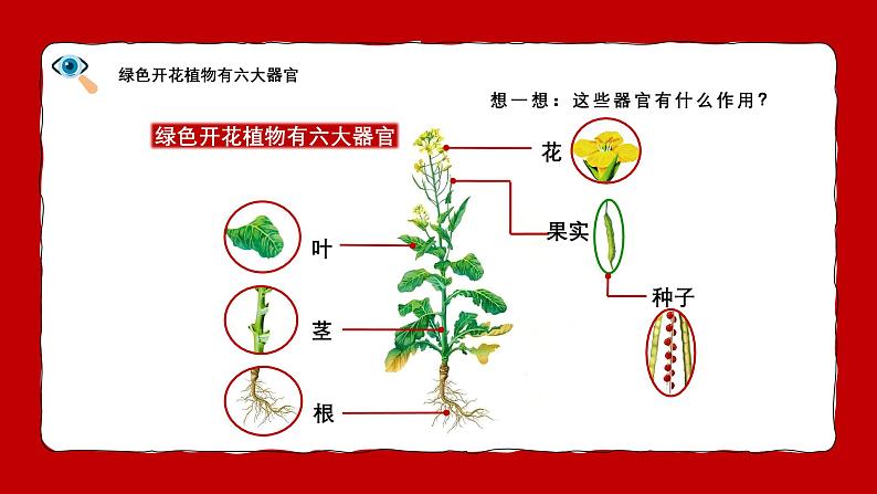 人教版生物（2024）七年级上册第一单元 生物和细胞 第三章 从细胞到生物体 第三节 植物体的结构层次 课件08