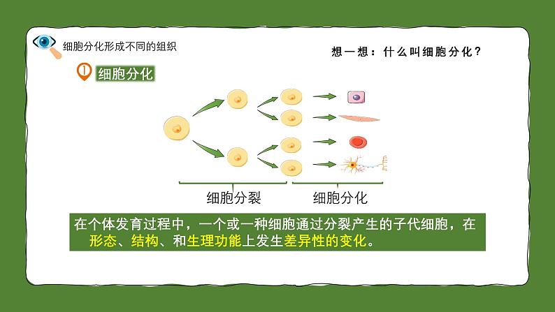 人教版生物（2024）七年级上册第一单元 生物和细胞 第三章 从细胞到生物体第二节 动物体的结构层次 课件07