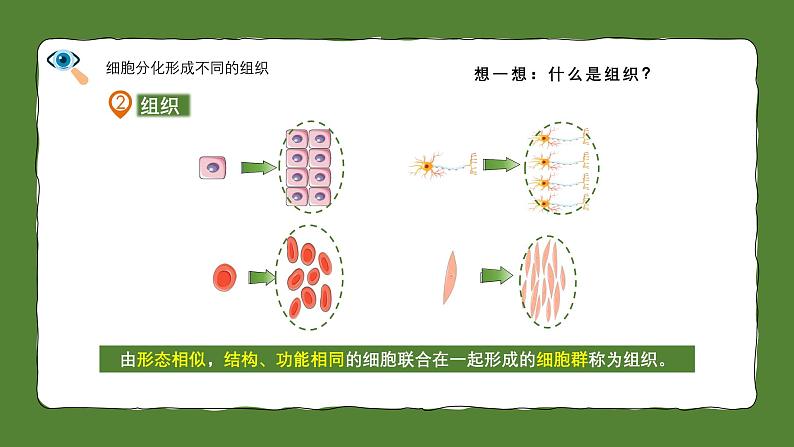 人教版生物（2024）七年级上册第一单元 生物和细胞 第三章 从细胞到生物体第二节 动物体的结构层次 课件08