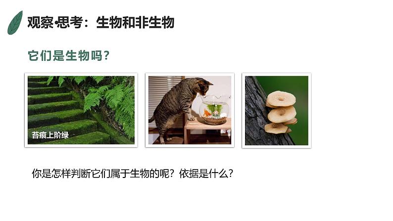 1.1.2生物的特征课件人教版生物七年级上册2024新教材04