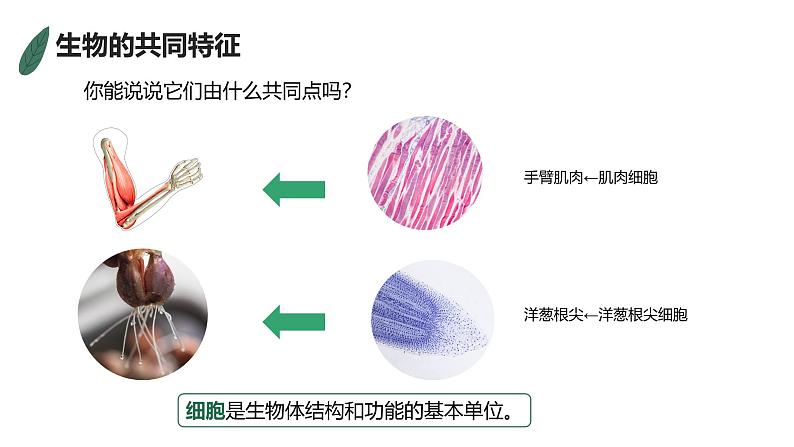 1.1.2生物的特征课件人教版生物七年级上册2024新教材08