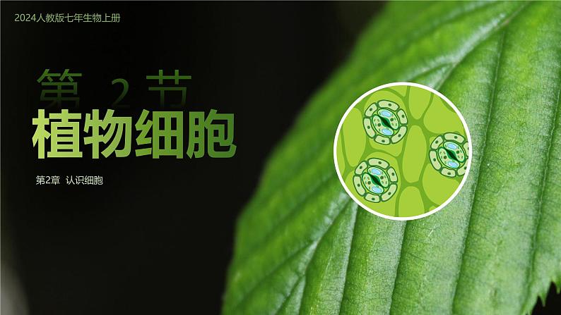 1.2.2植物细胞课件人教版生物七年级上册2024新教材01