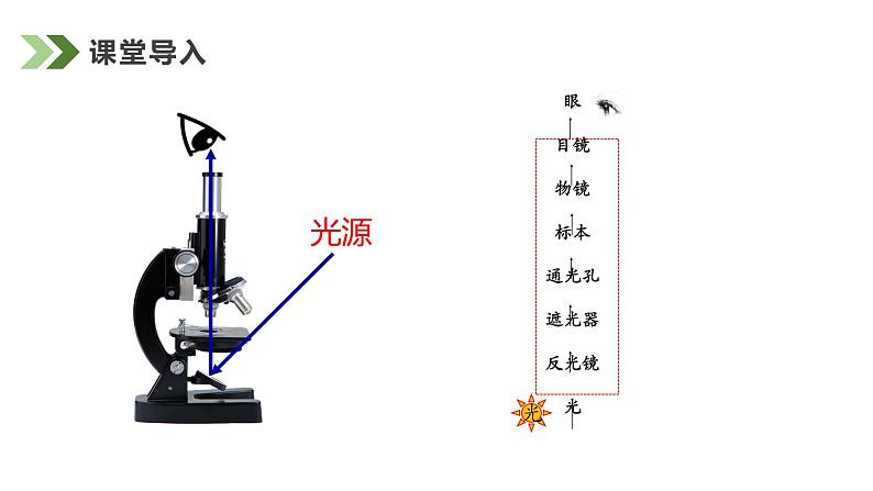 1.2.2植物细胞课件人教版生物七年级上册2024新教材03