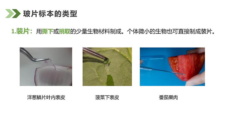 1.2.2植物细胞课件人教版生物七年级上册2024新教材05