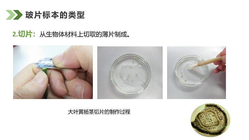 1.2.2植物细胞课件人教版生物七年级上册2024新教材06