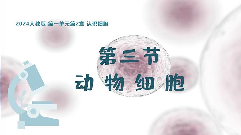 1.2.3动物细胞课件人教版生物七年级上册2024新教材第1页