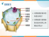 1.2.3动物细胞课件人教版生物七年级上册2024新教材