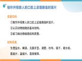 1.2.3动物细胞课件人教版生物七年级上册2024新教材
