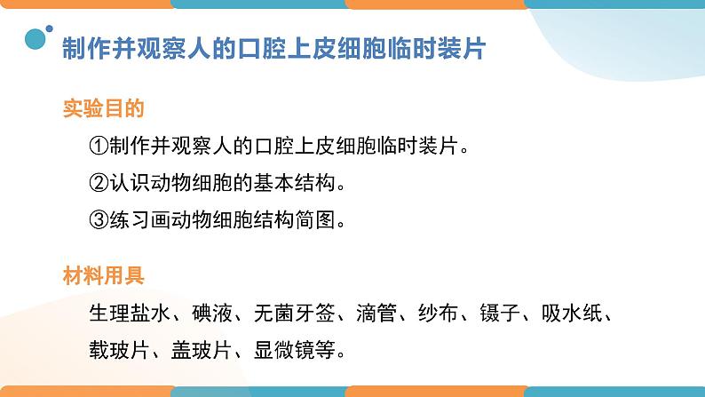 1.2.3动物细胞课件人教版生物七年级上册2024新教材第5页