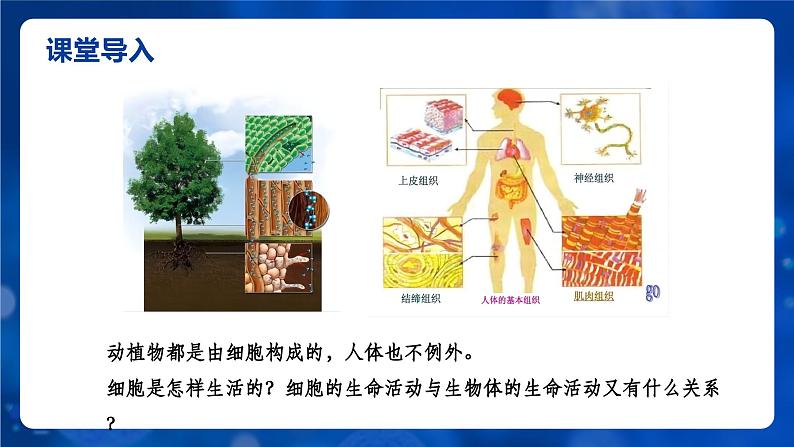 1.2.4细胞的生活课件人教版生物七年级上册2024新教材第2页