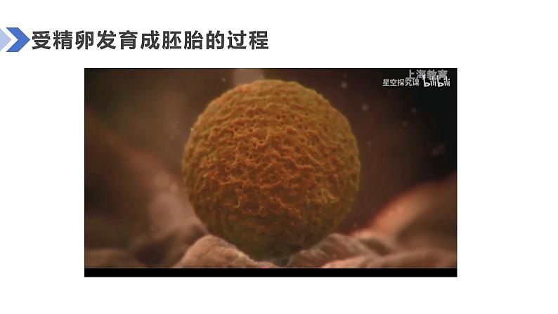 1.3.1细胞通过分裂产生新细胞课件人教版生物七年级上册2024新教材05