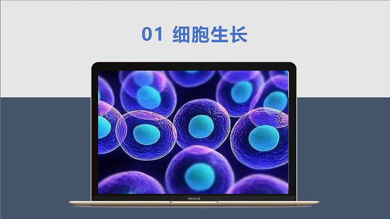 1.3.1细胞通过分裂产生新细胞课件人教版生物七年级上册2024新教材07