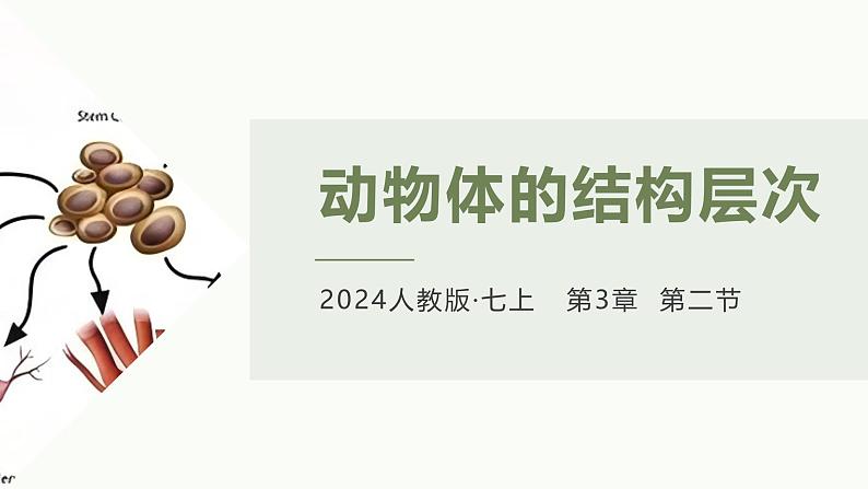 1.3.2动物体的结构层次课件人教版生物七年级上册2024新教材01