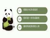 1.3.2动物体的结构层次课件人教版生物七年级上册2024新教材