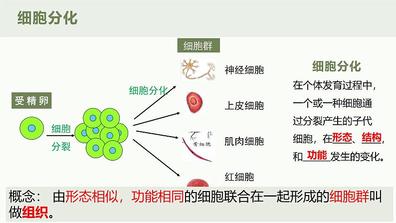 1.3.2动物体的结构层次课件人教版生物七年级上册2024新教材06