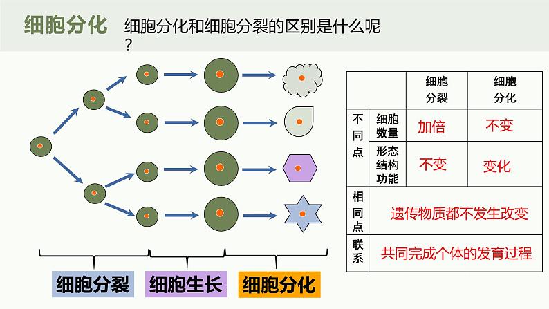 1.3.2动物体的结构层次课件人教版生物七年级上册2024新教材07