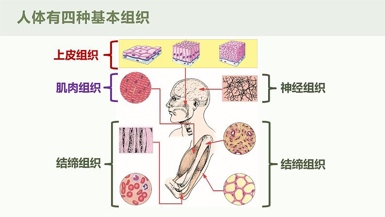 1.3.2动物体的结构层次课件人教版生物七年级上册2024新教材08