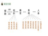 1.3.3植物体的结构层次课件人教版生物七年级上册2024新教材