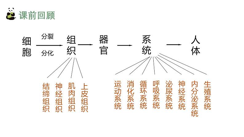 1.3.3植物体的结构层次课件人教版生物七年级上册2024新教材03