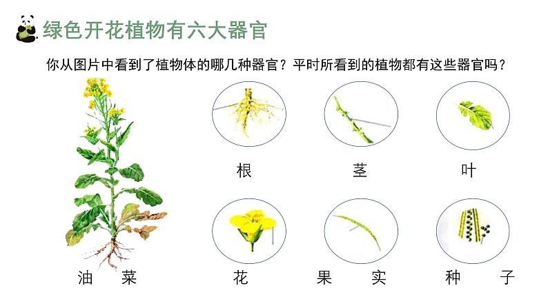 1.3.3植物体的结构层次课件人教版生物七年级上册2024新教材04