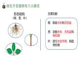 1.3.3植物体的结构层次课件人教版生物七年级上册2024新教材