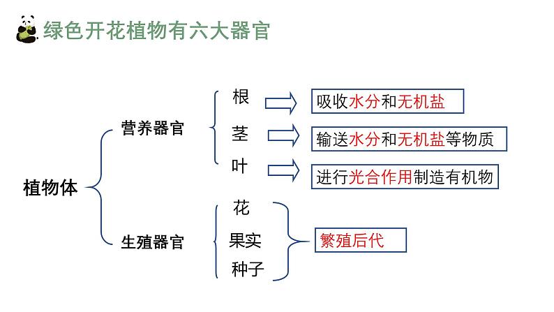 1.3.3植物体的结构层次课件人教版生物七年级上册2024新教材07