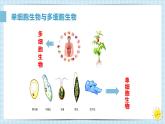 1.3.4单细胞生物课件人教版生物七年级上册2024新教材