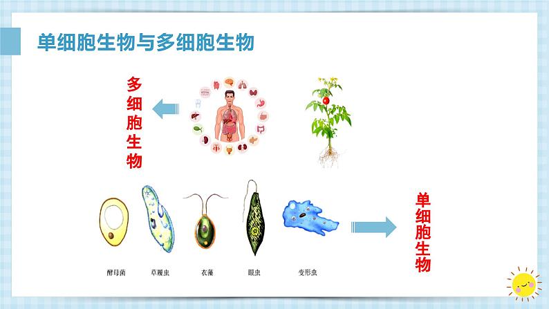 1.3.4单细胞生物课件人教版生物七年级上册2024新教材05