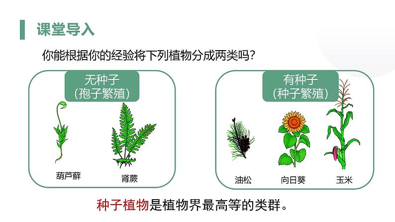 2.1.2种子植物课件人教版生物七年级上册2024新教材第5页