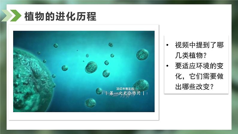 2.2.1藻类、苔藓和蕨类课件人教版生物七年级上册2024新教材02