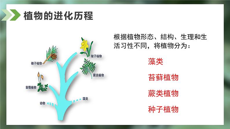 2.2.1藻类、苔藓和蕨类课件人教版生物七年级上册2024新教材03