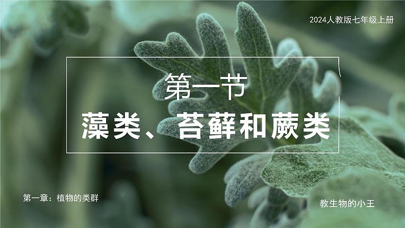 2.2.1藻类、苔藓和蕨类课件人教版生物七年级上册2024新教材05