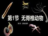 2.2.1无脊椎动物课件人教版生物七年级上册2024新教材