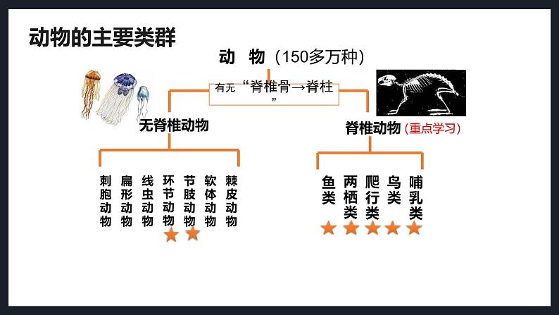 2.2.1无脊椎动物课件人教版生物七年级上册2024新教材04