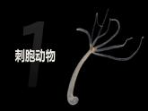 2.2.1无脊椎动物课件人教版生物七年级上册2024新教材