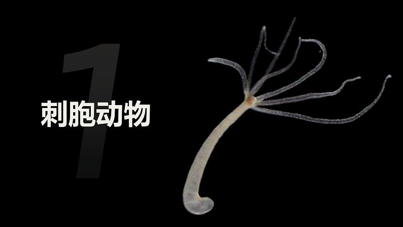 2.2.1无脊椎动物课件人教版生物七年级上册2024新教材05