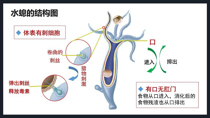 2.2.1无脊椎动物课件人教版生物七年级上册2024新教材07